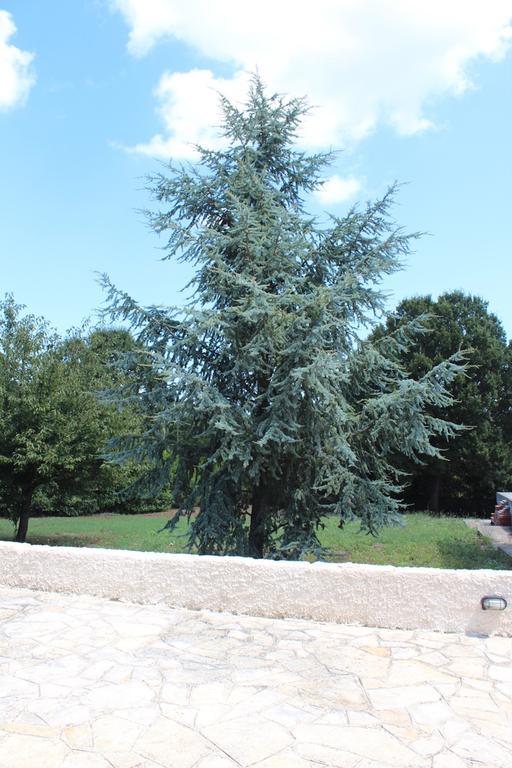 مونوبولي Villa Apollonia B&B المظهر الخارجي الصورة