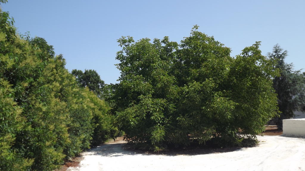 مونوبولي Villa Apollonia B&B المظهر الخارجي الصورة